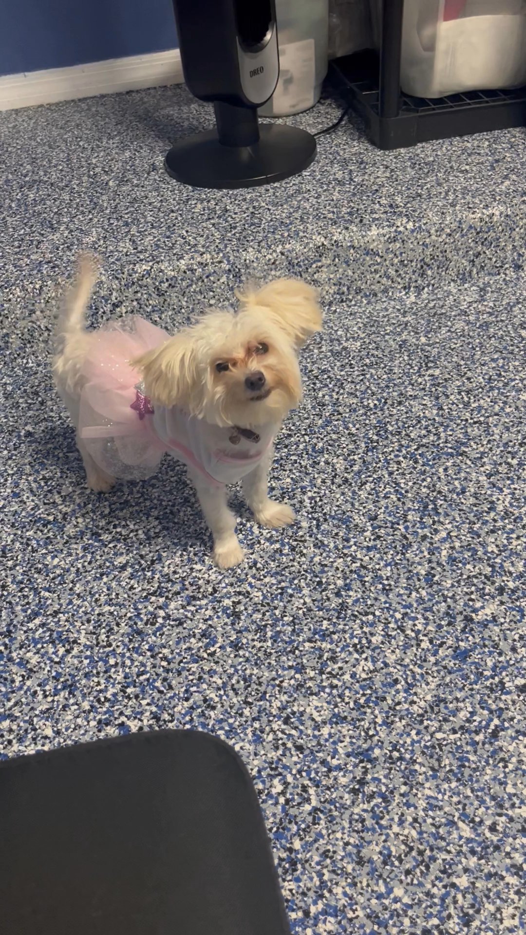 ROYAL PUP in Arizona City, Arizona