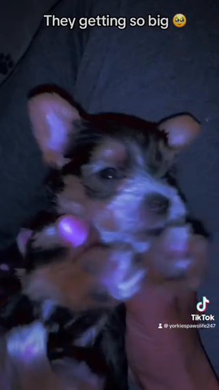 Valentines Yorkies in Tyler, Texas