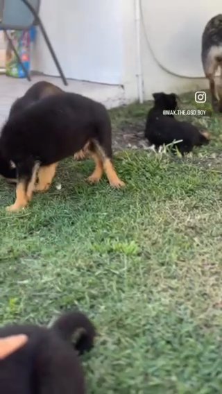 German Shepherds in Miami, Florida