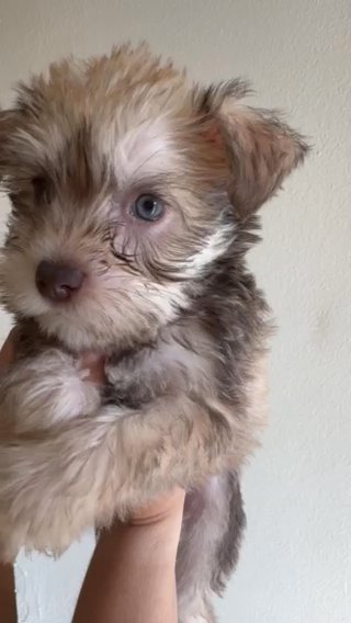 Mini Schnauzer (exotic Eye Color) in Kissimmee, Florida