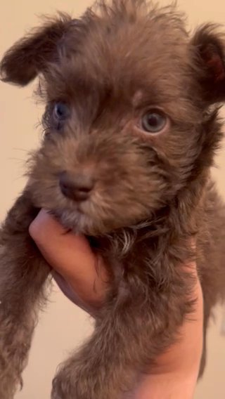 Mini Schnauzer (exotic Eye Color) in Kissimmee, Florida