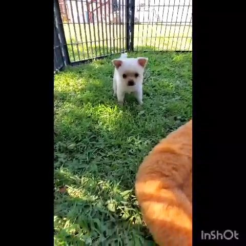 tOy puppies SoLD in Fresno, California