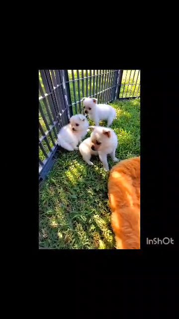 wHaT IS a POM-A-PUG??? in Fresno, California