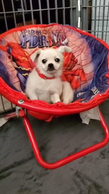 t0y designer puppy (available) in Fresno, California