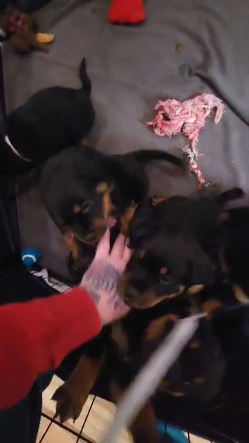 AKC Rottweilers in Tacoma, Washington