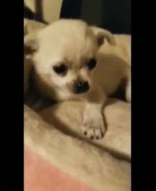 Toy siZe Puppies 1 available in Fresno, California