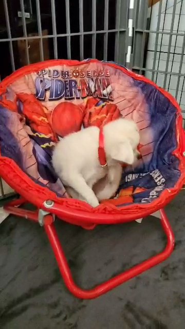pom-a-pug (designer breed) available in Fresno, California