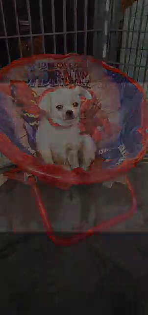 pom-a-pug puppy (available) in Fresno, California