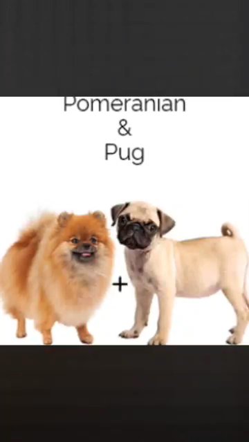 ToY SiZe Pom-a-pug (available) in Fresno, California