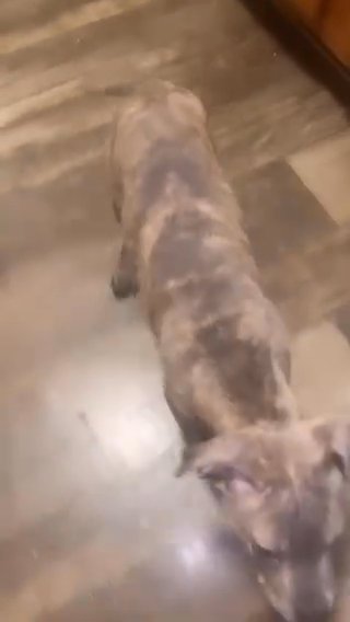 Boy Pit Bull in Baltimore, Maryland