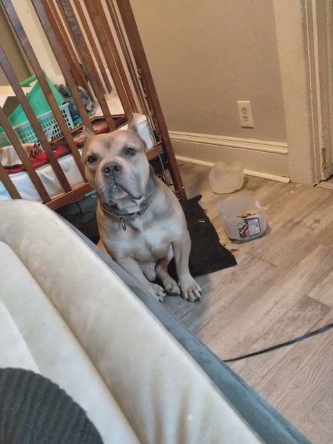 rocky American bully in Cleveland, Ohio