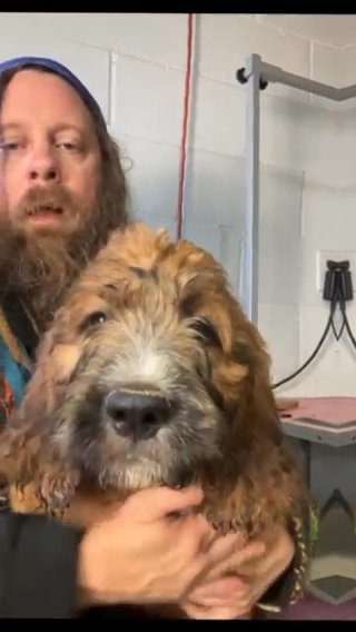 Saint Berdoodle Pups in Roanoke, Virginia