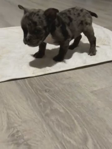 Leo Playing Around in Chesapeake, Virginia