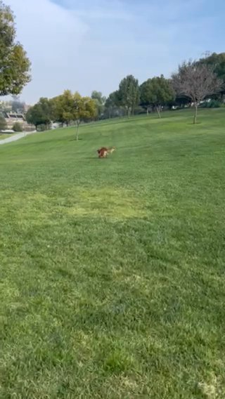 April Golden Retriever Puppies in Chino Hills, California