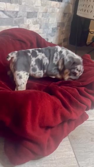 Nova - Blue Merle Tri? READY 1/9/24 in Corpus Christi, Texas