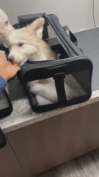 At The Vet in Houston, Texas