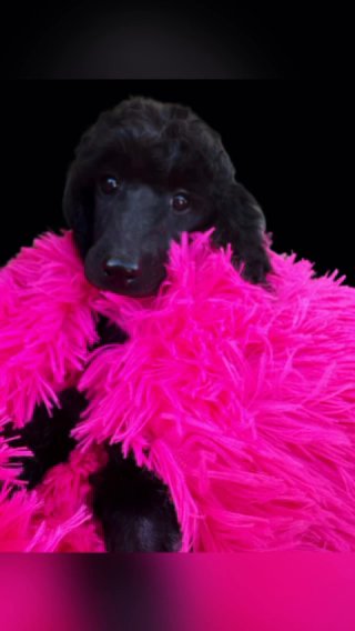 Standard Poodle Female AKC in Ann Arbor, Michigan