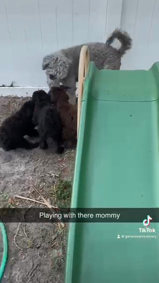 Puppy Love in Tampa, Florida
