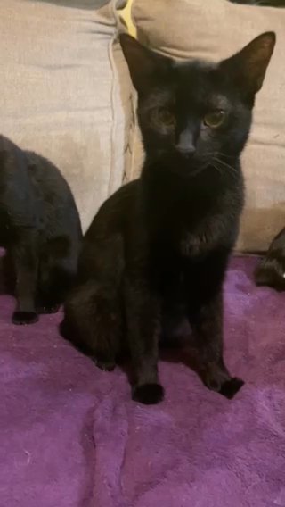 2 black cats in Hope Mills, North Carolina