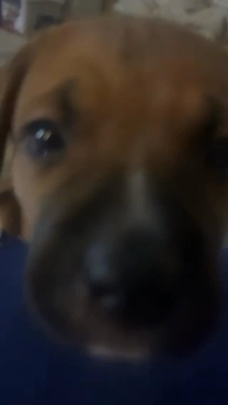 Bully Puppy For Sale $300 in Chicago, Illinois