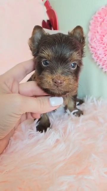 AKC chocolate/tan yorkie boy in Greenwood, South Carolina