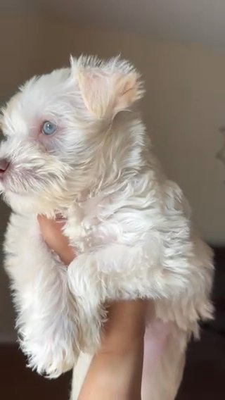 Mini Schnauzer (exotic Eye Color)blue And Green in Kissimmee, Florida