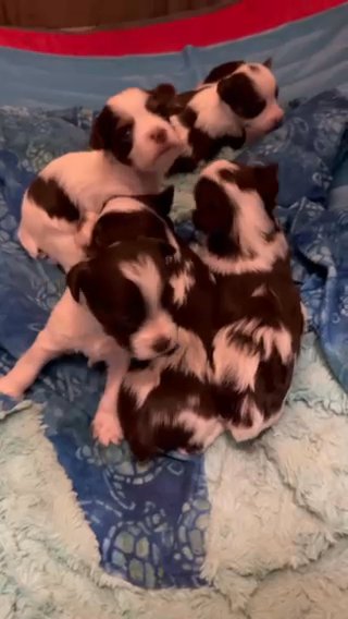 AKC Chocolate Parti yorkies in Parkersburg, West Virginia