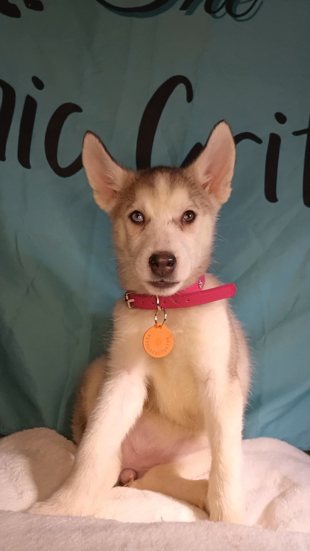 "Acacia" AKC Siberian Husky in St. Louis, Missouri