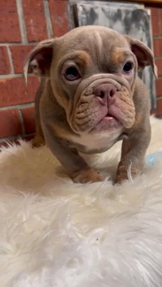 Beautiful English Bulldog Puppy in Sugar Land, Texas