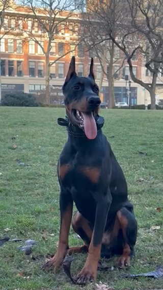 Off Leashed Trained Dobermann in Newark, New Jersey