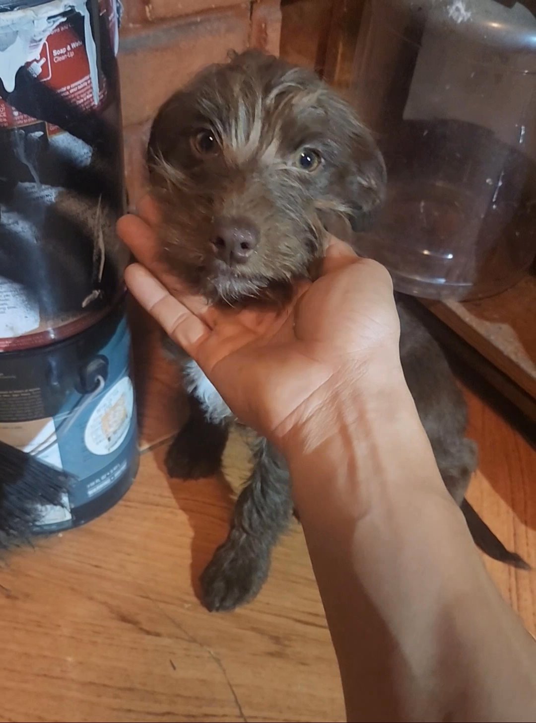 Maltese/Chihuahua in Anaheim, California