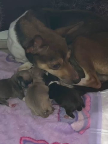 2 Week Puppies in Plant City, Florida