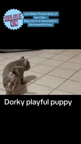 Male pocket Bully- LILAC in Albuquerque, New Mexico