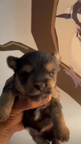 Wren Traditional Yorkie Female in Middletown, Delaware