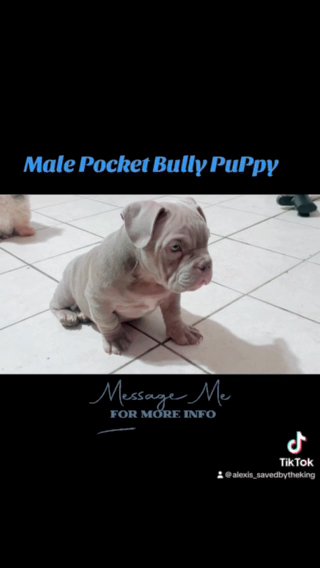 Giagi grandson- POCKET LILAC BULLY PUPPY in Albuquerque, New Mexico