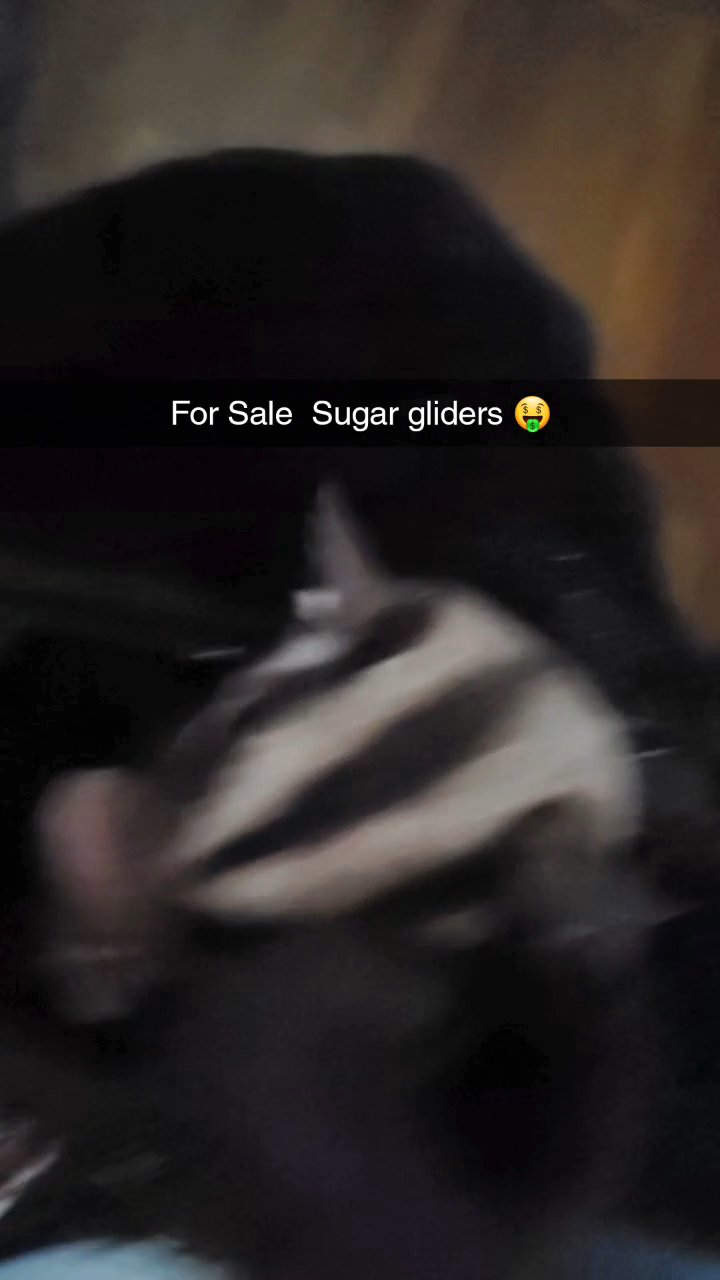 Sugar Gliders in San Diego, California