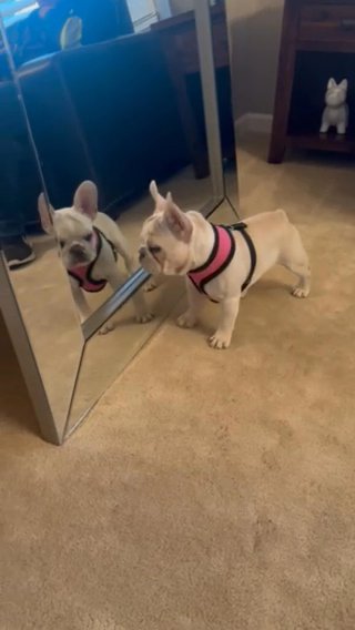 Platinum French Bulldogs in Roseville, California