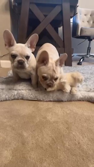 Platinum Quality French Bulldogs in San Jose, California