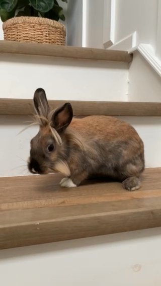 Female lionhead 8 months old FREE  TO loving home! in New Albany, Ohio