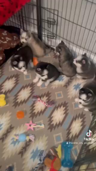 Pomsky Babies in Chattanooga, Tennessee