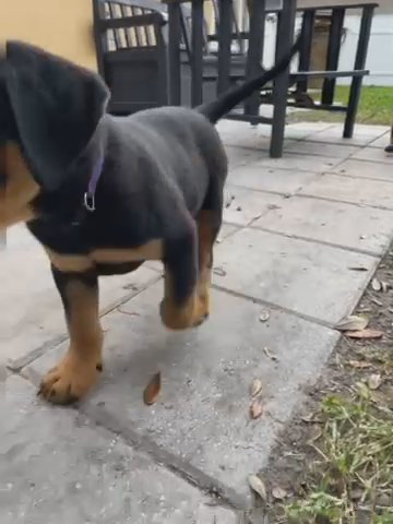 Rottweiler Pups For Sale in Kissimmee, Florida