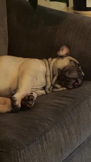 Female Frenchie in Dallas, Texas