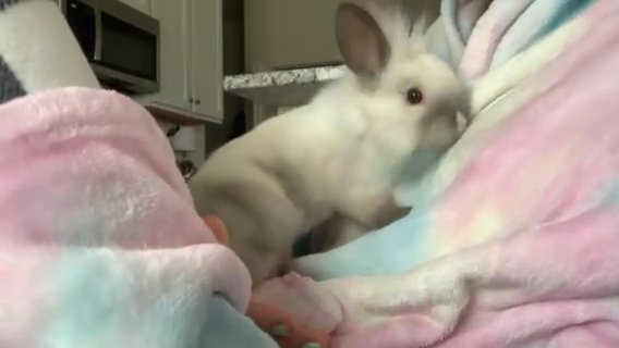 9 Week old lionhead baby FREE to a good home! in New Albany, Ohio