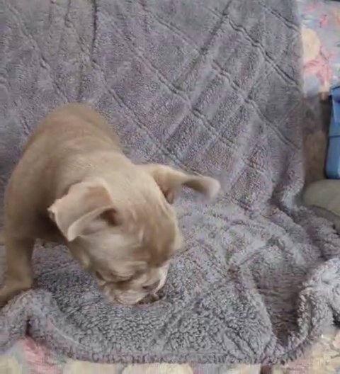 French bulldog female puppy in Spokane, Washington