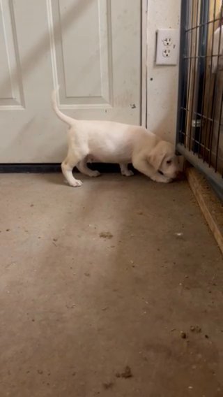 AKC White Male Lab in Nashville, Tennessee