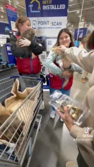 Japanese Akita Pups in Fayetteville, Arkansas