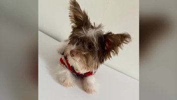 CKC Chocolate Parti Yorkie MALE in Greensboro, North Carolina