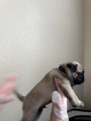 Pug Puppy in Fontana, California