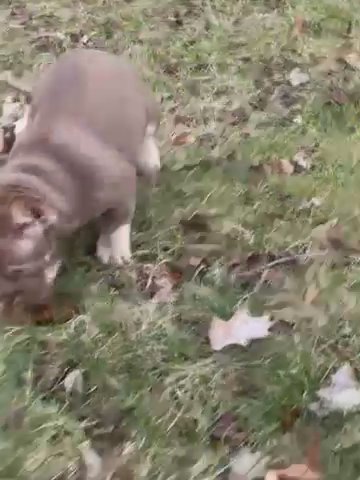 French Bulldog in Columbus, Ohio