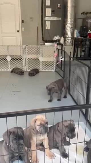 American Bully !!! in Dayton, Ohio
